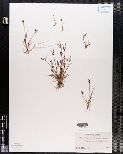 Fimbristylis autumnalis