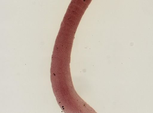 Eucestoda