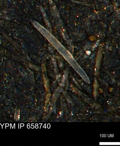 undet. Porifera