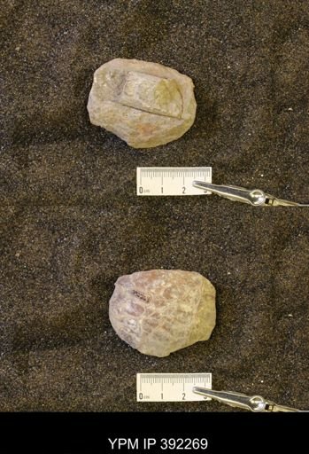 undet. Scaphitidae