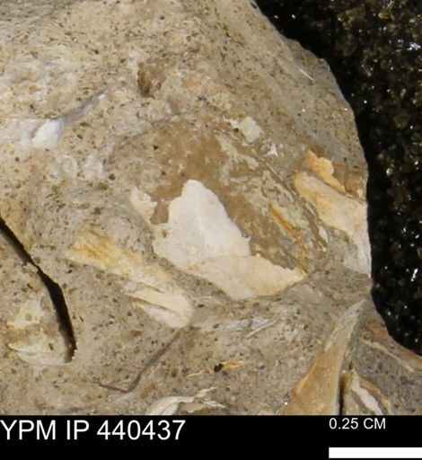 Protocardia subquadrata