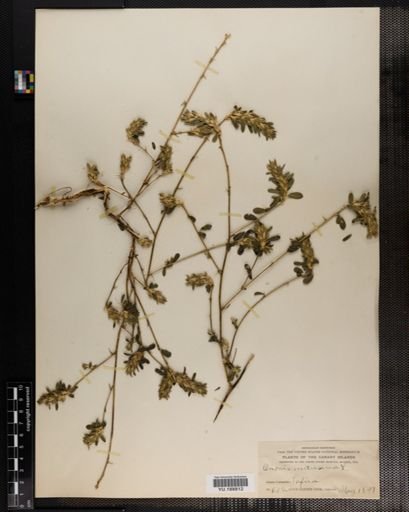 Plantae