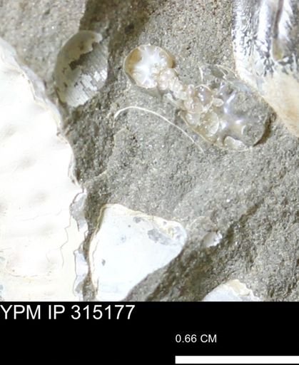 undet. Scaphitidae