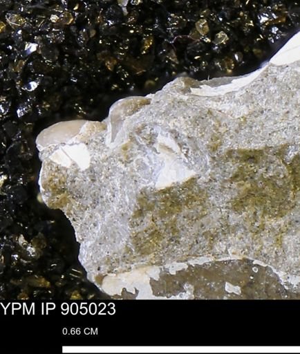 undet. Mollusca
