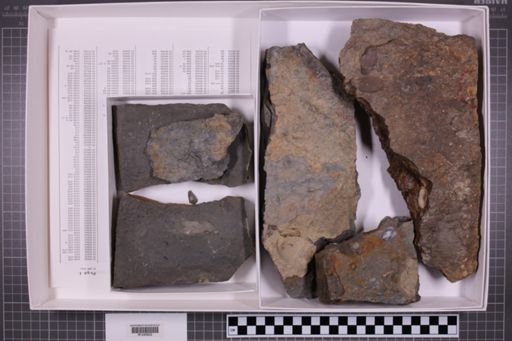 mixed taxa, stratigraphic collection