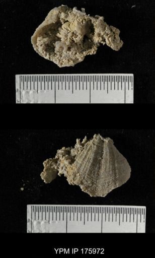 Neospirifer sp.