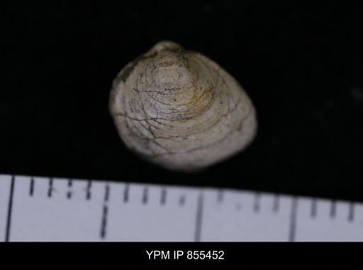 Limopsis striatopunctatus