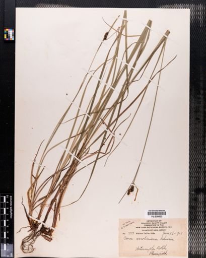 Carex caroliniana