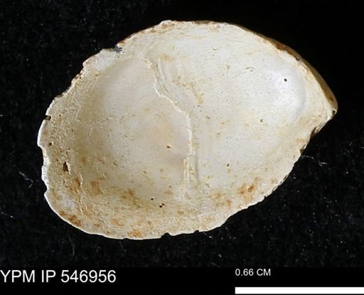 Crepidula fornicata