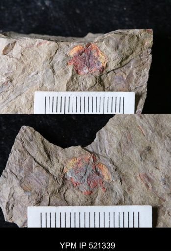 Stylophora