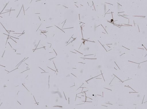 Stromatospongia vermicola