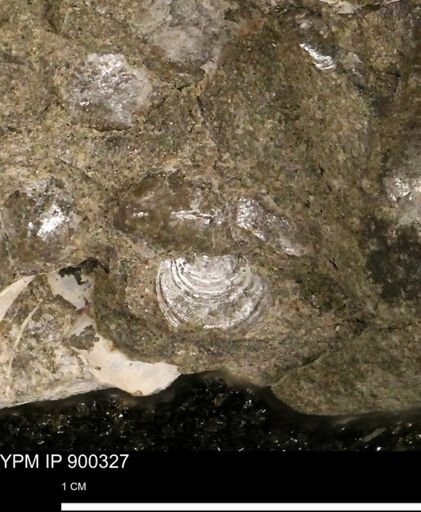Anomia gryphorhyncha