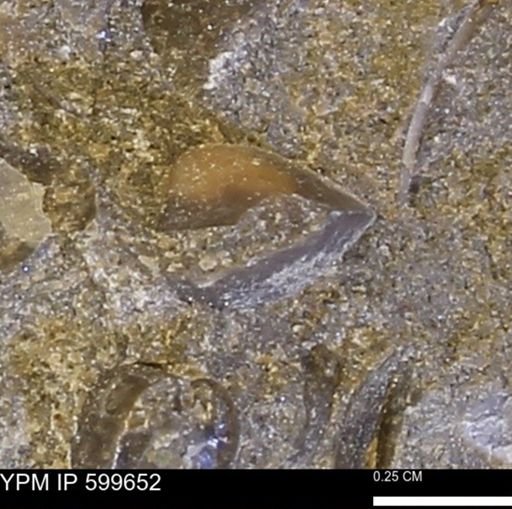 Protocardia subquadrata