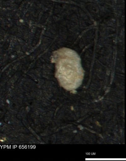 Spirolocammina planula