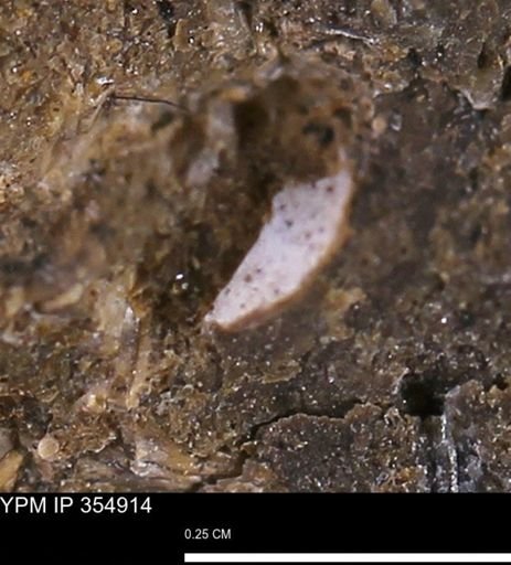 undet. Mollusca