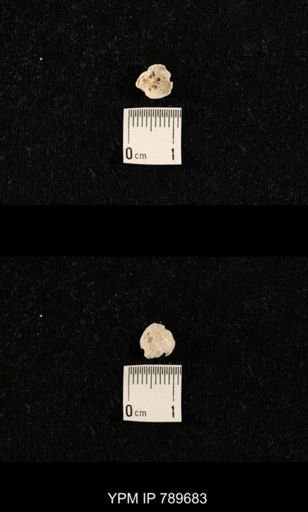 undet. Brachiopoda