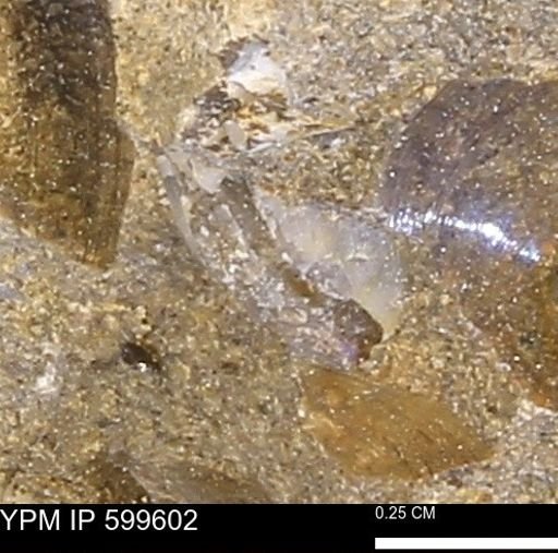 Protocardia subquadrata
