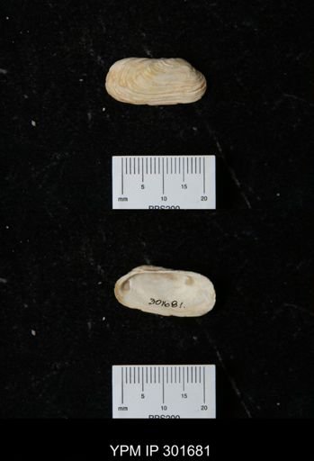 Hiatella arctica