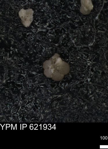 undet. Rugoglobigerinidae