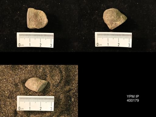 Marginifera lasallensis