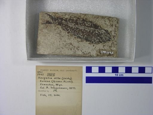 Knightia alta