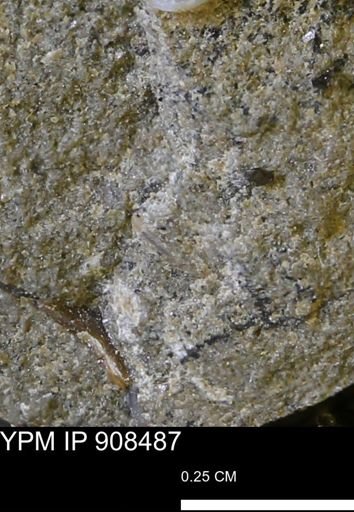 undet. Mollusca
