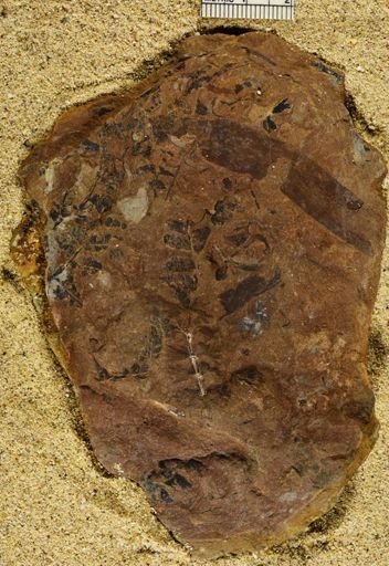 Sphenophyllum tridactylita
