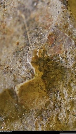 undet. Mollusca