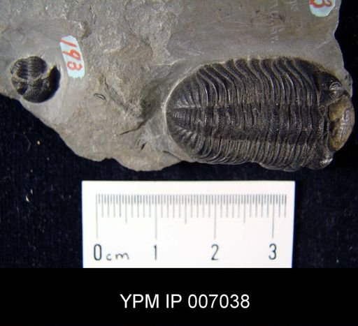 Phacops rana