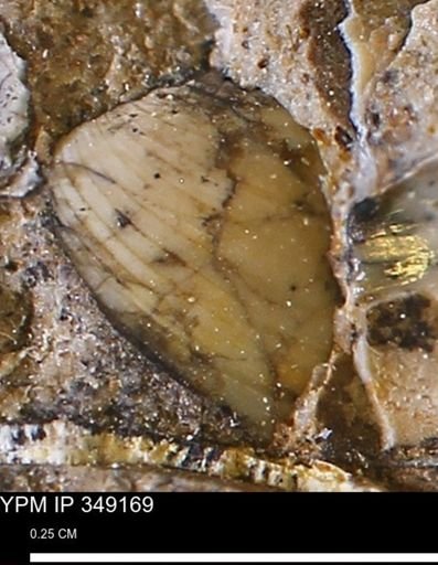 undet. Bivalvia