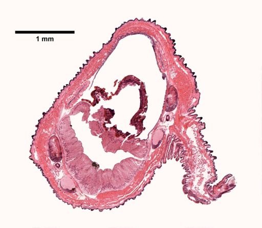 Peripatus
