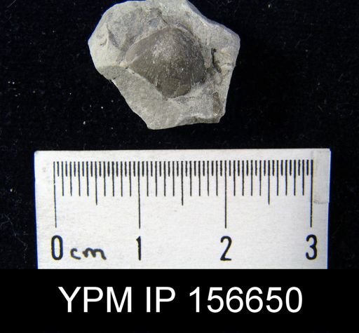 Catazyga headi anticostiensis