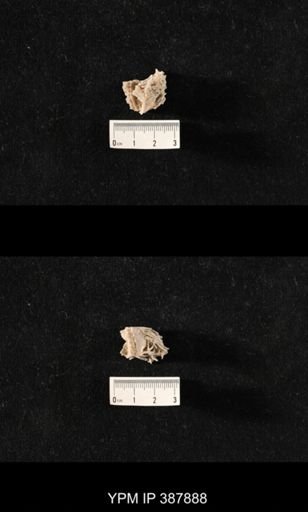 Hercosia sp.