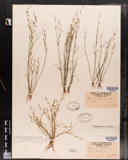 Plantae