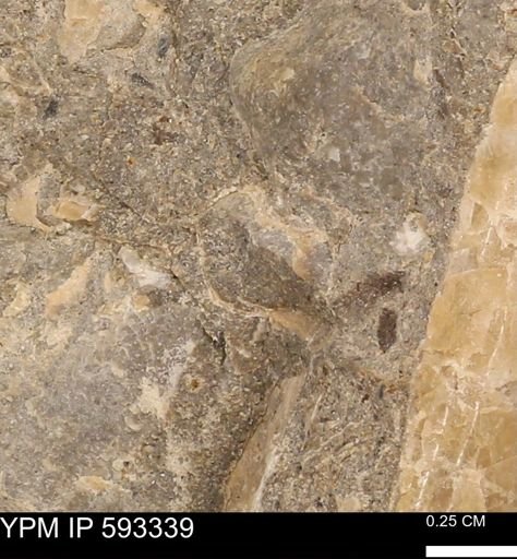 undet. Bivalvia