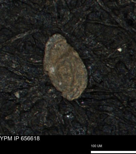 Spirolocammina planula