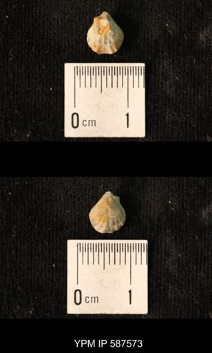 Camarotoechia whitei