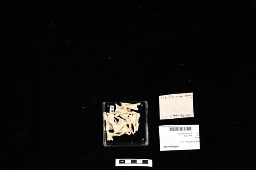 Actinopterygii