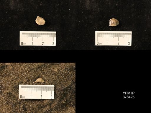 Marginifera splendens