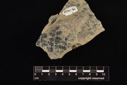 Sphenopteris sp.