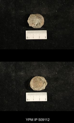 Paraliospira helena