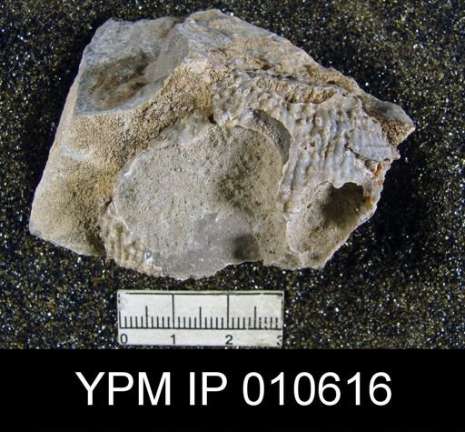 Productus ivesi