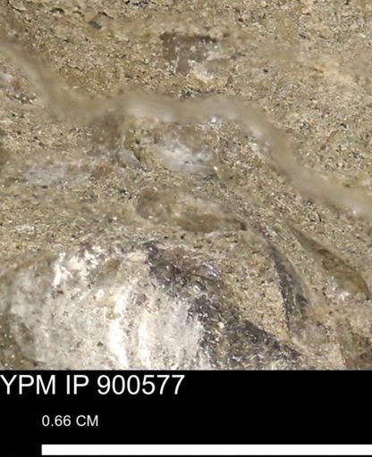 Anomia gryphorhyncha