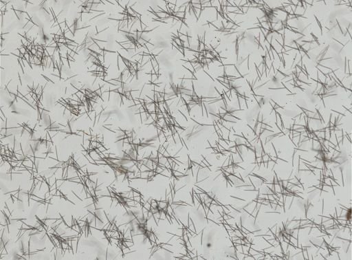 Isodictya deichmannae