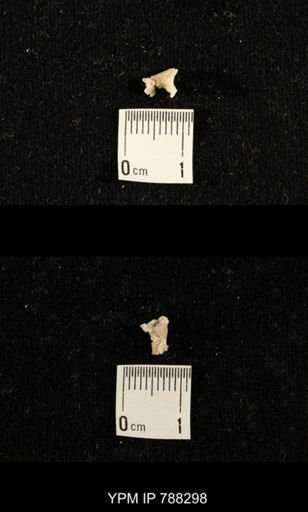 taxon undetermined