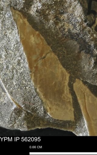 undet. Mollusca