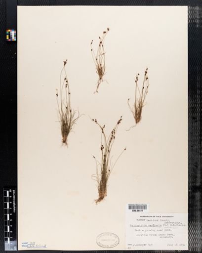 Bulbostylis capillaris