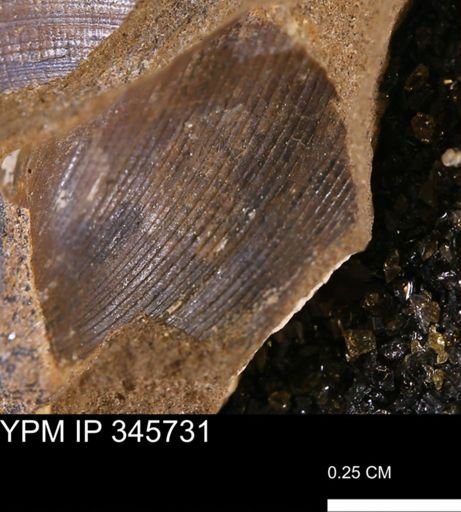 Limopsis striatopunctatus