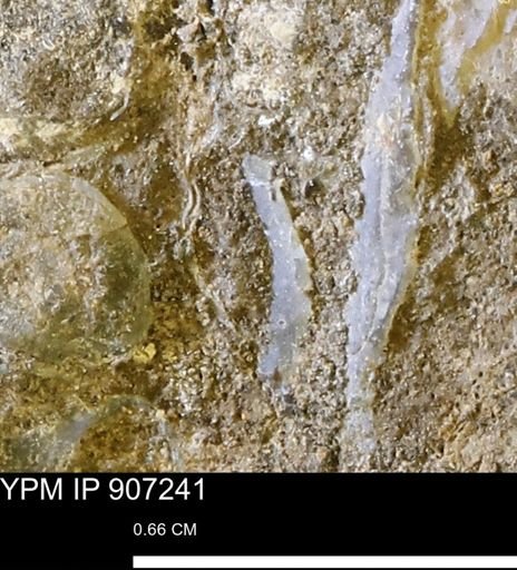 undet. Bivalvia