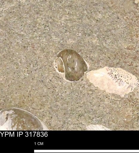 Vanikoropsis?